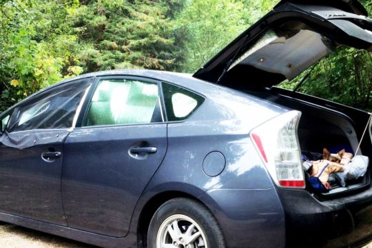 car camping in a toyota prius with dogs