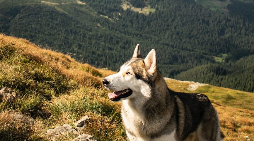 obedient purebred dog resting on mountain slope on sunny day