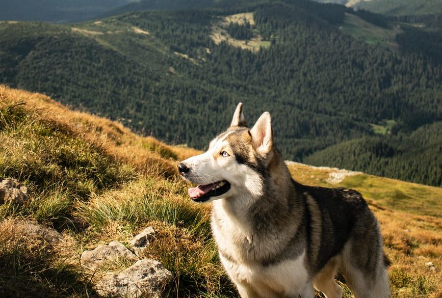 National Park Paws is dog info for American National Parks & protected ...