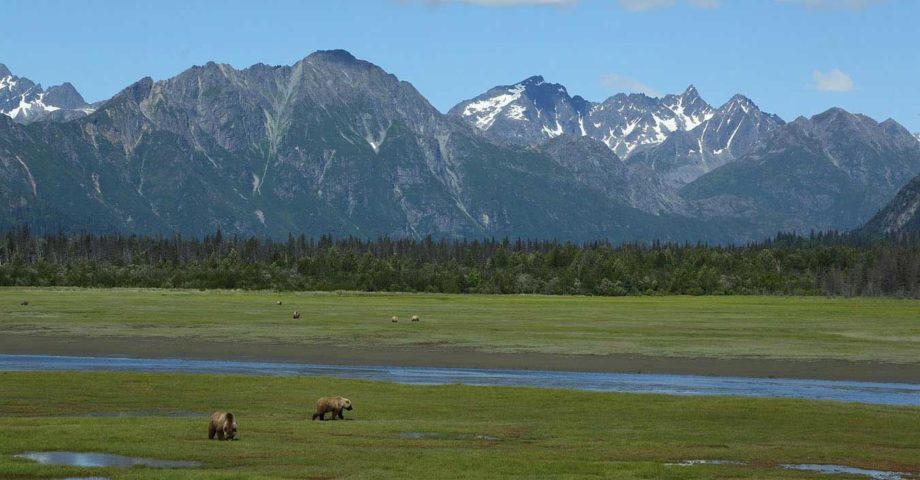 dog info and rules lake clark national park