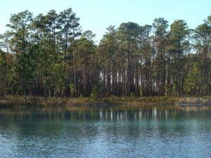 Dog info and rules Apalachiocola National Forest