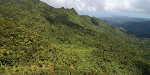 yunque national forest dog pet info
