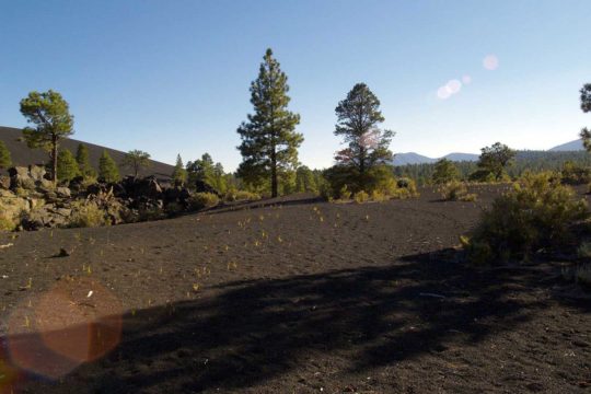 dog info and rules sunset crater volcano national monuments