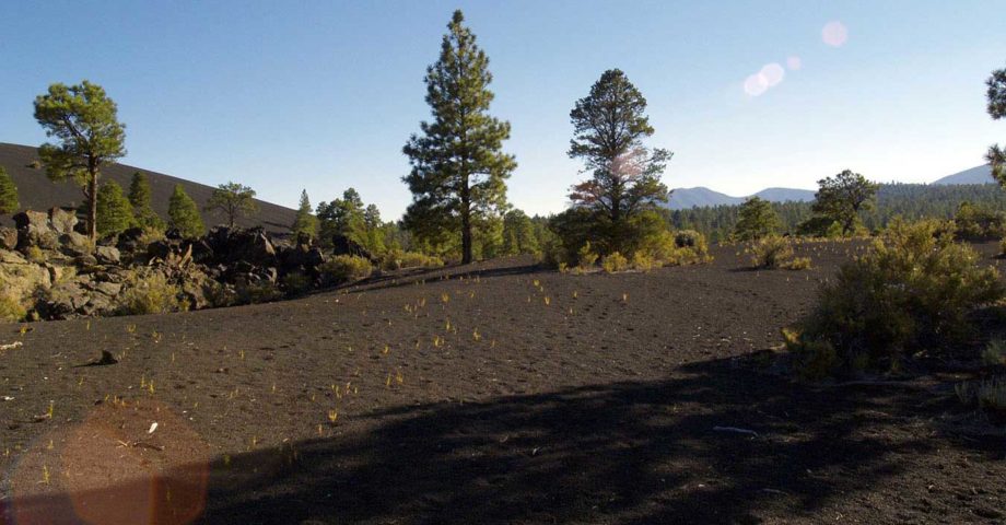 dog info and rules sunset crater volcano national monuments