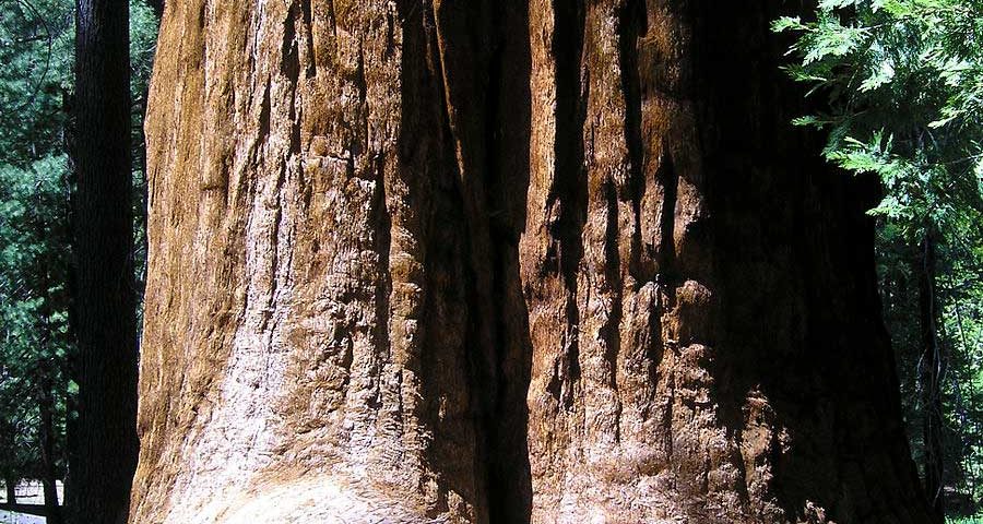 giant sequoia dog info