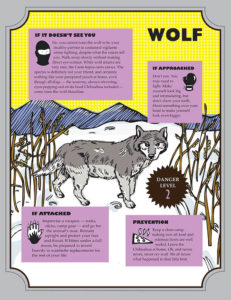 Wolf american animal safety tips