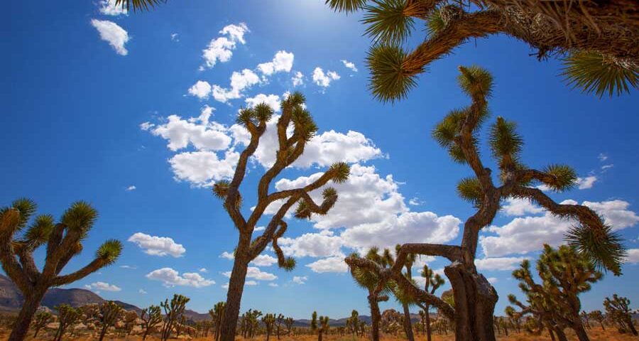 can you take your dog to joshua tree national park