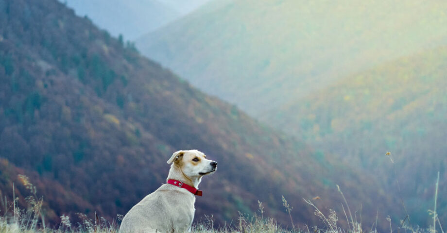 5 national parks and their dog friendly neighbors where can i take my dog to a national park?