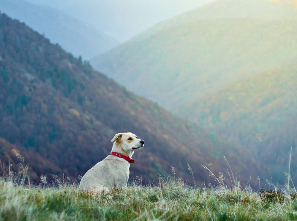 5 national parks and their dog friendly neighbors where can i take my dog to a national park?