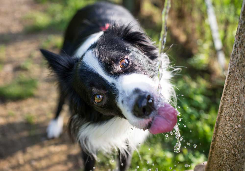 keeping dogs hydrated and fed tips for hiking and camping