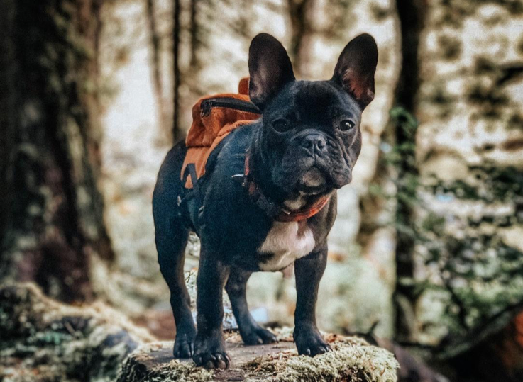 hiking, camping and exercise tips for your dog