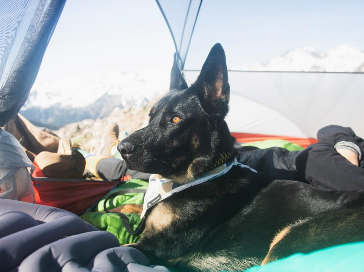 10 hiking and camping tips with your dog
