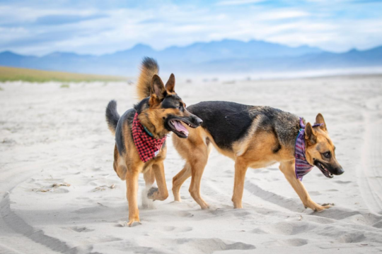 10 Tips for Hiking and Camping with Dogs