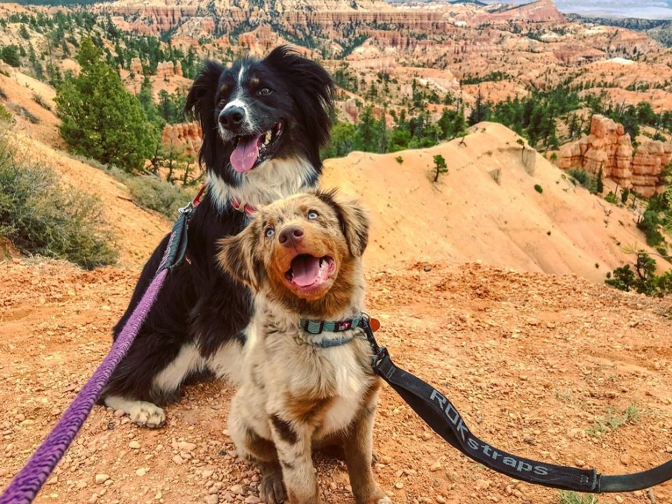 Sun’s out tongues out! Aspen and Sadie in Bryce Canyon NP in Utah. Photo courtesy @twodogsonetale.