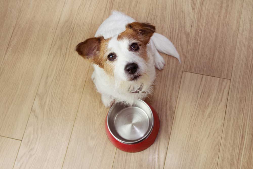 00 dog food what to feed your dog