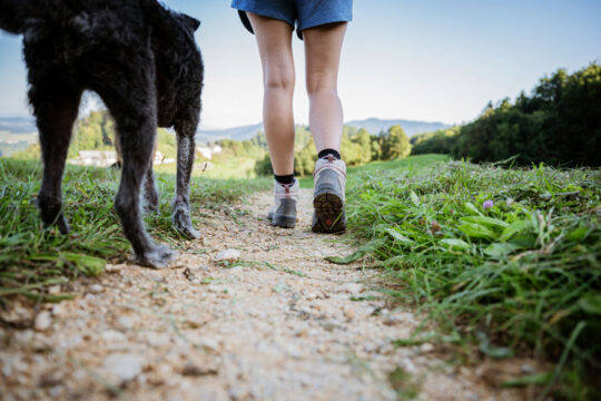 dog waste and the environment how to leave no trace hiking with dogs